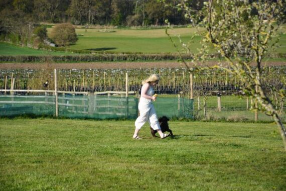 Dog walking field at Cedarbarn Farm Shop in Pickering. Photo Polly Skaife